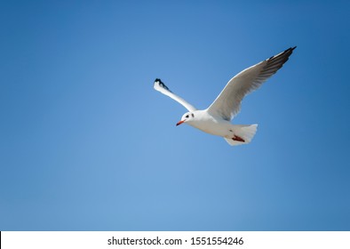 Seagull in blue sky clouds. 