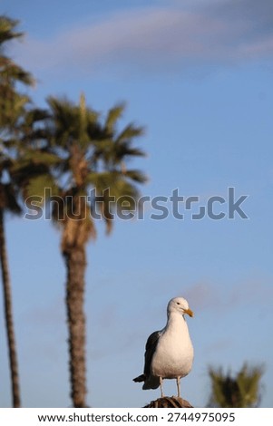 Seagull breaktime and Palms A