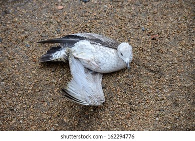 Seagull with a broken wing