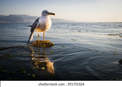 Seagull with a broken wing and injured eye in the sea.