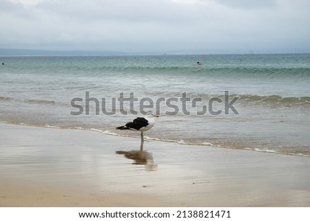 Seagull by the ocean of Santos beach in Mosselbay on a partly cloudy day.