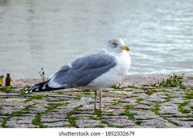 Seagull By The Sea At Helsinki Market Square