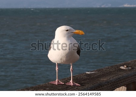 A seagull captured sitting on the railing at Pier39