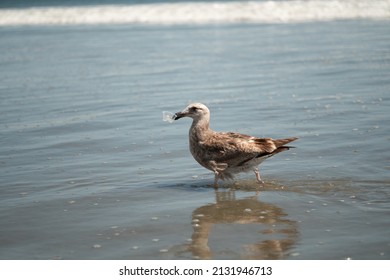 A seagull carries a disposable plastic cup in its mouth as it wades through the shallow water on a California beach.