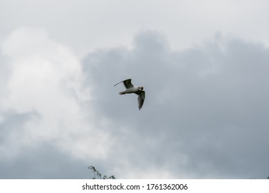 Seagull Carrying Off A Shellfish Away. 