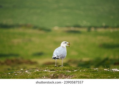 A seagull catches a cherry mid-air, showcasing its agility against the verdant backdrop of the Seven Sisters country park, Sussex, UK - Powered by Shutterstock