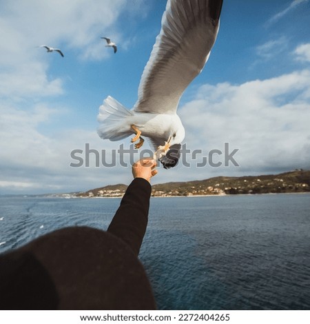 Seagull catching his food from a hand