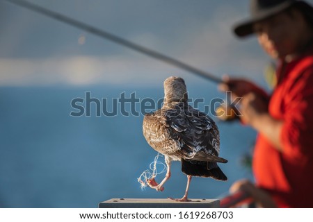 Seagull caught in a fishing line with fisherman