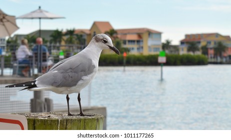 Seagull In Charlotte Harbor