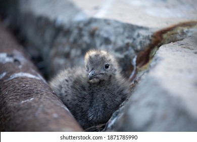 Seagull chick is sitting in the dent. Close up.