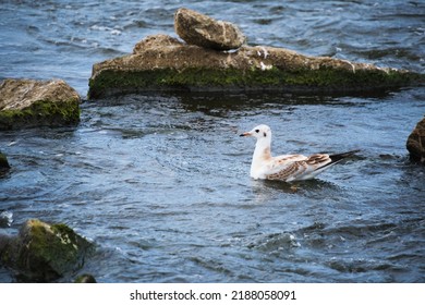 Seagull Chick Swims River Near Shore