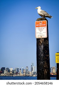 Seagull Chillin On Alki Beach