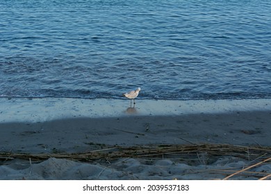 A seagull cleans feathers on the Black Sea beach after sunset at blue hour