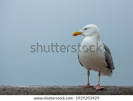 Seagull close up watching and observing