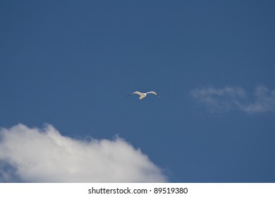 Seagull and the clouds