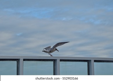 A Seagull Comes Into Land On A Boat Railing