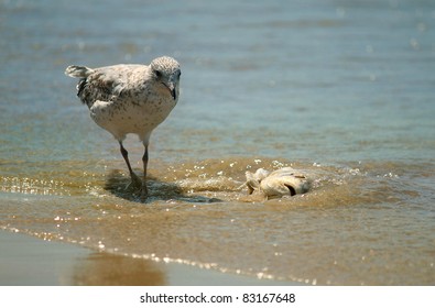 Seagull And Dead Fish Lake Erie Canada