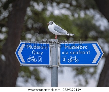 Seagull decides whether to go to the Quay or the Beach. 