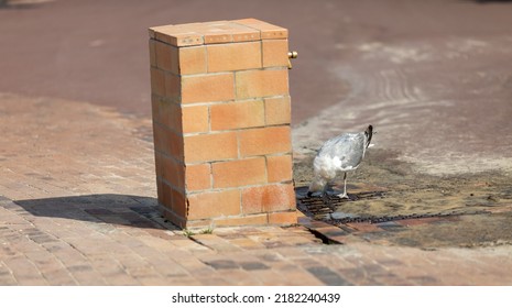 Seagull Drinking Water From The Fountain