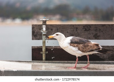 Seagull Drinking Water On The Pier In Santa Barbara