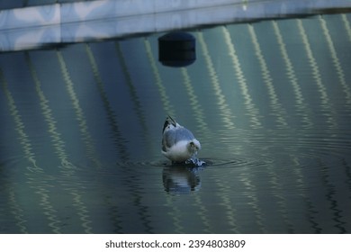 Seagull drinking water in a pool