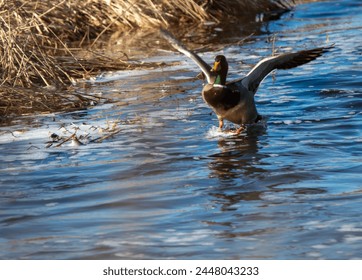 seagull duck landing on the water river lake Red-winged blackbird branch tree rock  - Powered by Shutterstock