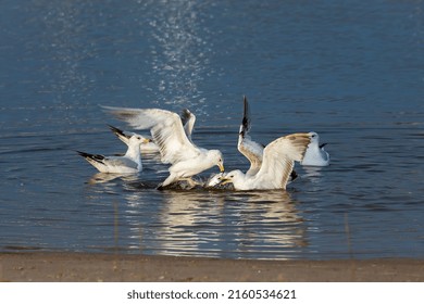 Seagull Duel For A Dead Fish. Natural Scene From Lake Michigan.