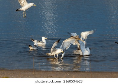 Seagull Duel For A Dead Fish. Natural Scene From Lake Michigan.