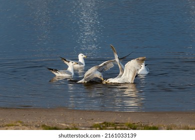 Seagull Duel For A Dead Fish. Natural Scene From Lake Michigan.