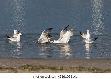 Seagull Duel For A Dead Fish. Natural Scene From Lake Michigan.