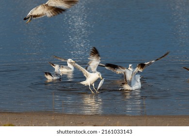 Seagull Duel For A Dead Fish. Natural Scene From Lake Michigan.