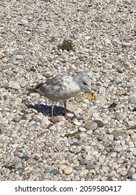 A Seagull Eating A Chip On The Beach