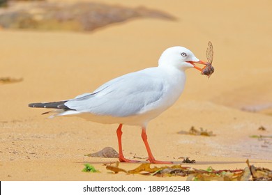 Seagull Eating A Cicada At The Beach