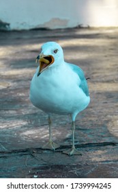 Seagull Eating A French Fry Along Beach.