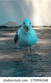 Seagull Eating A French Fry Along Beach.