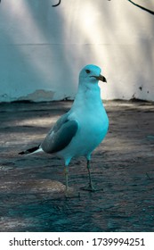 Seagull Eating A French Fry Along Beach.