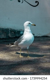 Seagull Eating A French Fry Along Beach.