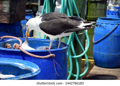 Seagull Eating Lobster Bait Out Of Blue Barrel In Lobster Boat