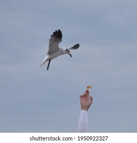 Seagull Eating A Potato Chip Out Of A Man's Hand At Cocoa Beach