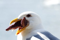 Seagull, Der Einen Seesteufisch Isst - Mit Seesteufisch Scherzen - Nahaufnahme Des Seagull-Kopfes