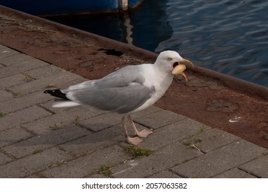 Seagull eats bread in the haven, angry facial expression