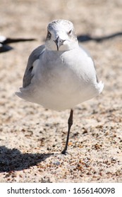Seagull enjoying the warm winter Sun. - Shutterstock ID 1656140098