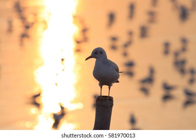 Seagull evening
