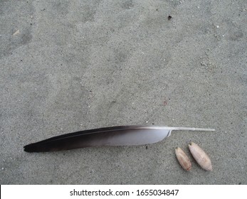 Seagull feather and seashells in the sand