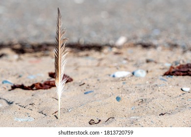 167 Tattered feather Images, Stock Photos & Vectors | Shutterstock