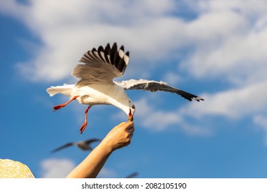 Seagull feeding. Seagull eating from man's hand. Blue sky in the background. At Bang Poo, Thailand.