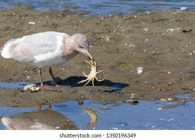 Seagull Feeding On Crab Stock Photo 1350196349 