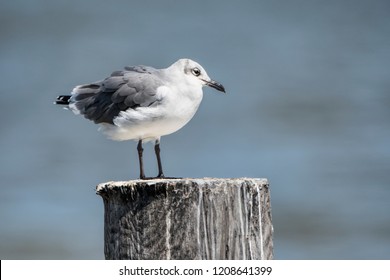 Seagull At Ferry Crossing In Cameron Parish Louisiana