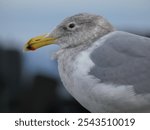 Seagull at Ferry Dock Pier Puget Sound Washington