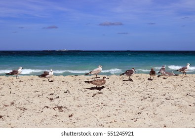 Seagull FF